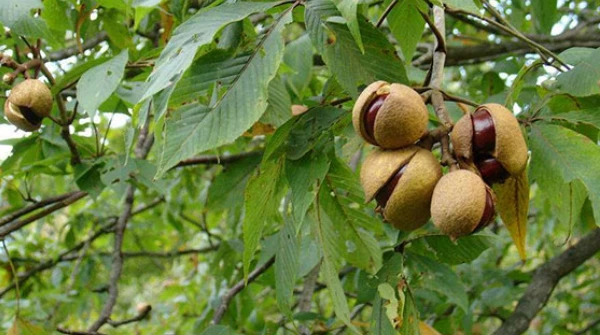 Horse chestnut Horse chestnut